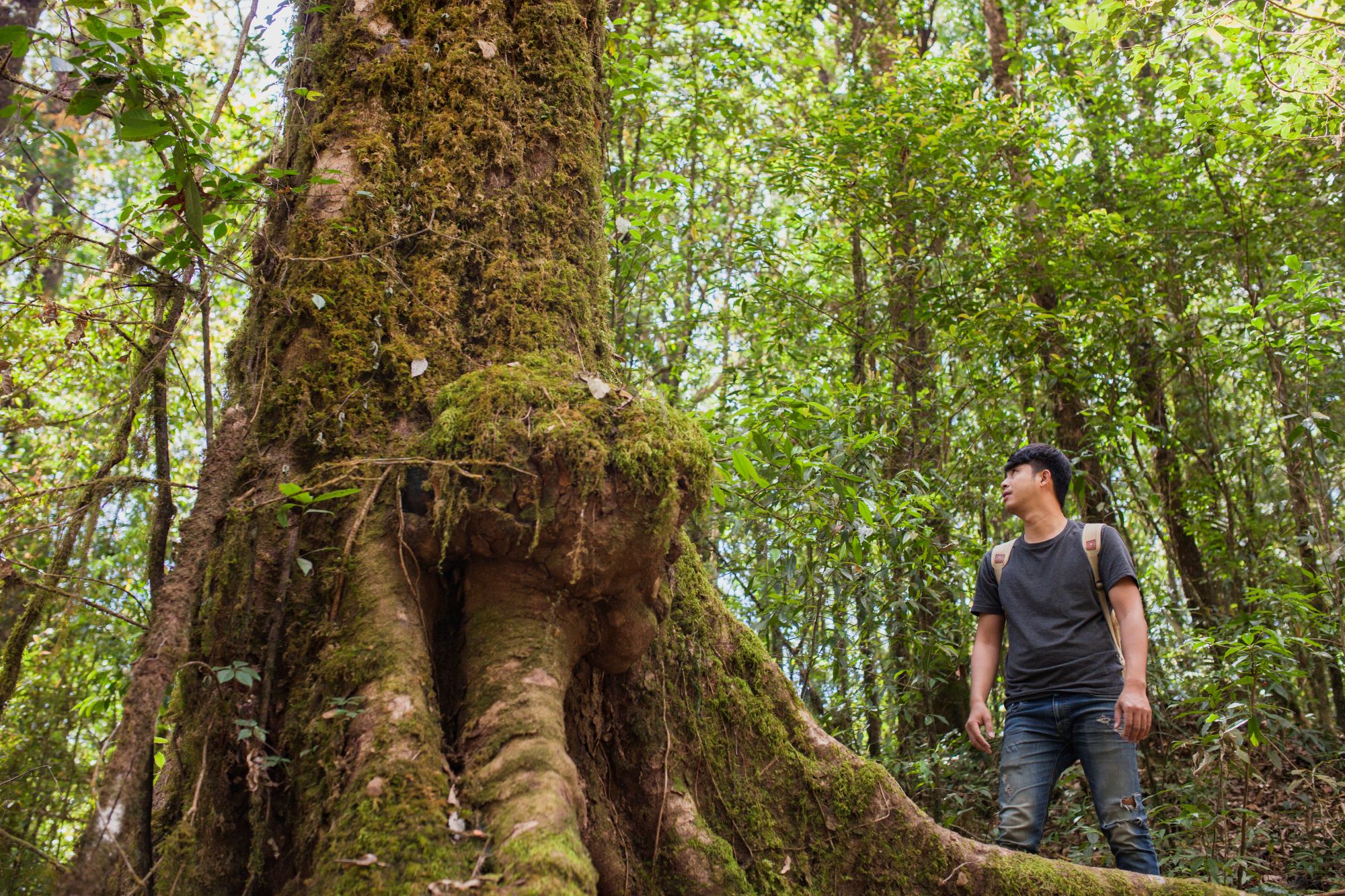 hiker-looking-huge-tree